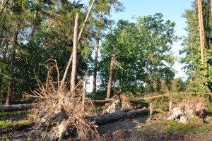 Szkody w lasach spowodowane huraganowym wiatrem, fot. Nadleśnictwo Ostrołęka
